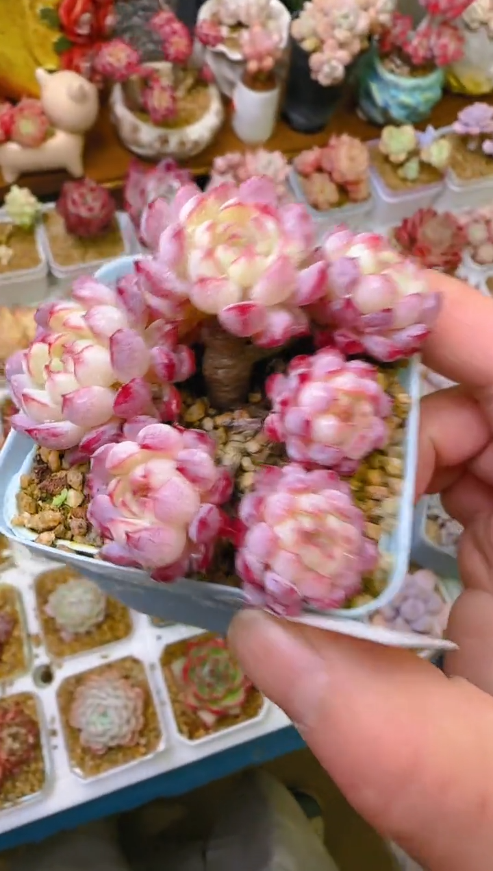 【闪购商品】凭—829—仙农（小红包）