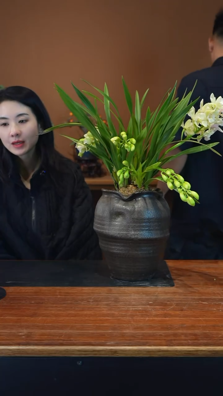 全部花朵白玉香兰盆景盆景盆景