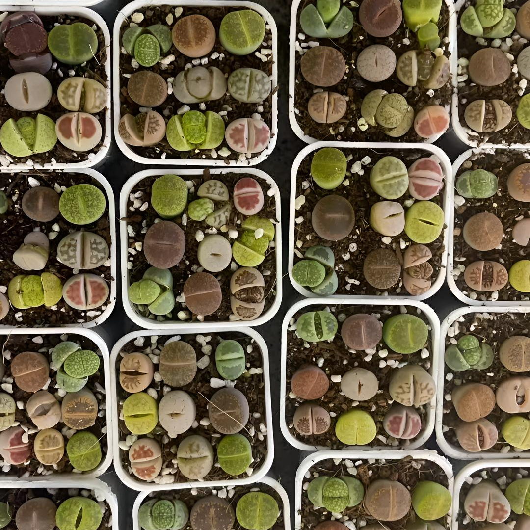 盆栽多肉 四方盒