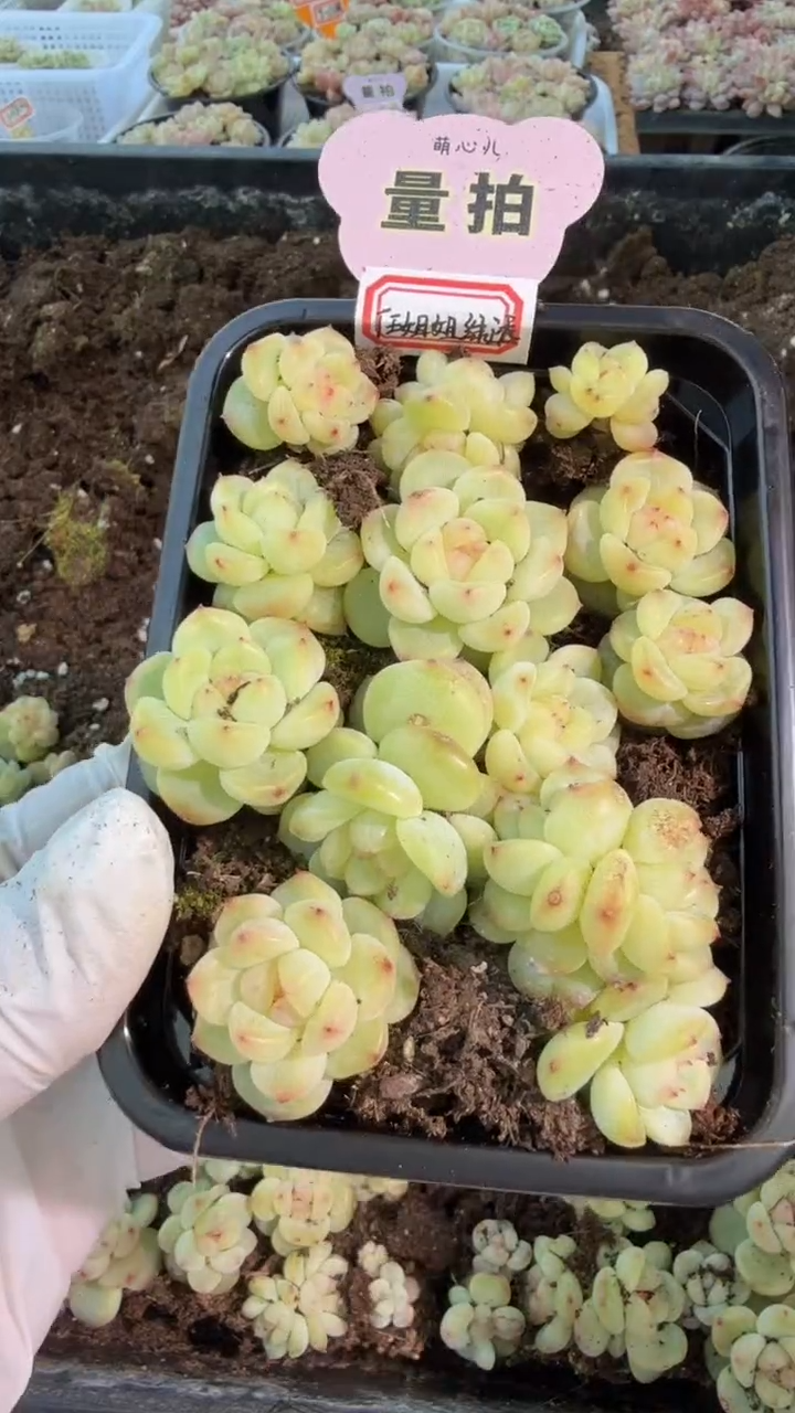 绿透任姐姐款切糕1盒 量拍混发