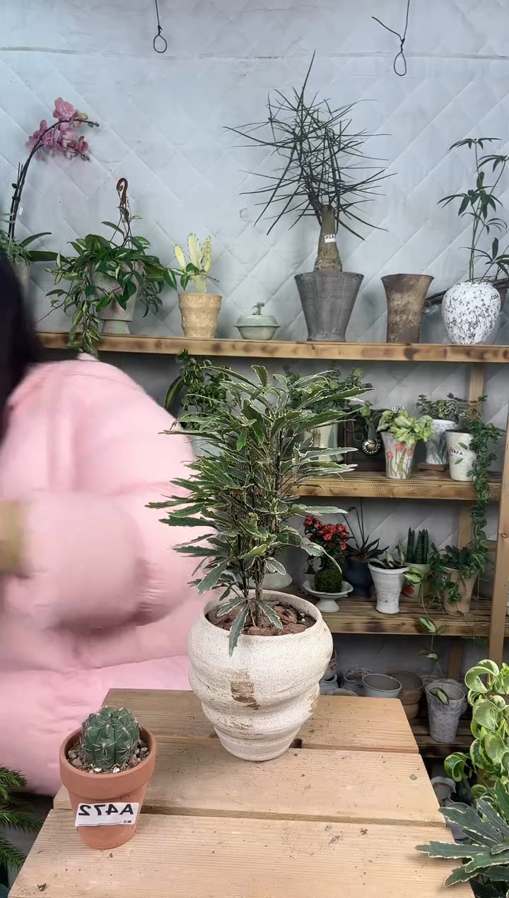 无花朵598金边孔雀木加盆一套