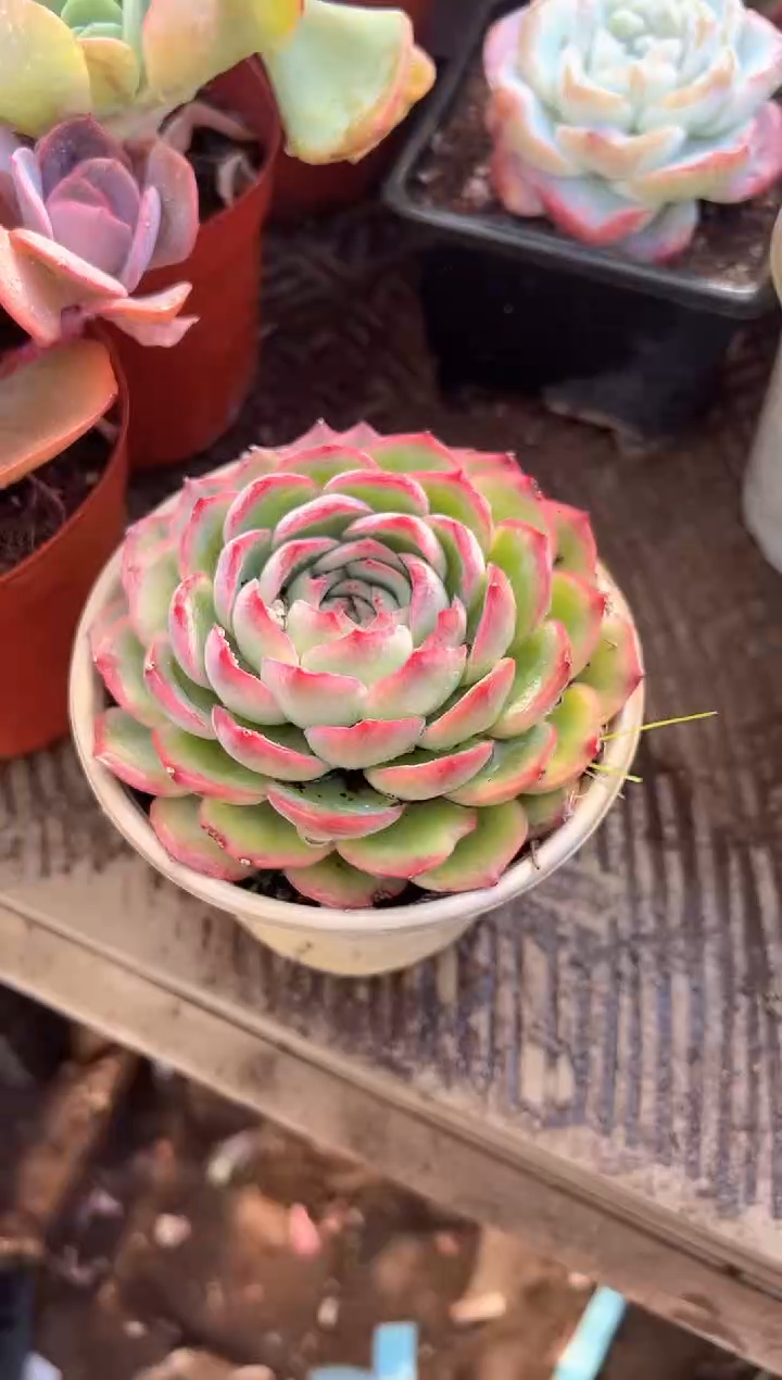 ༺****༻多肉植物一物一拍10233