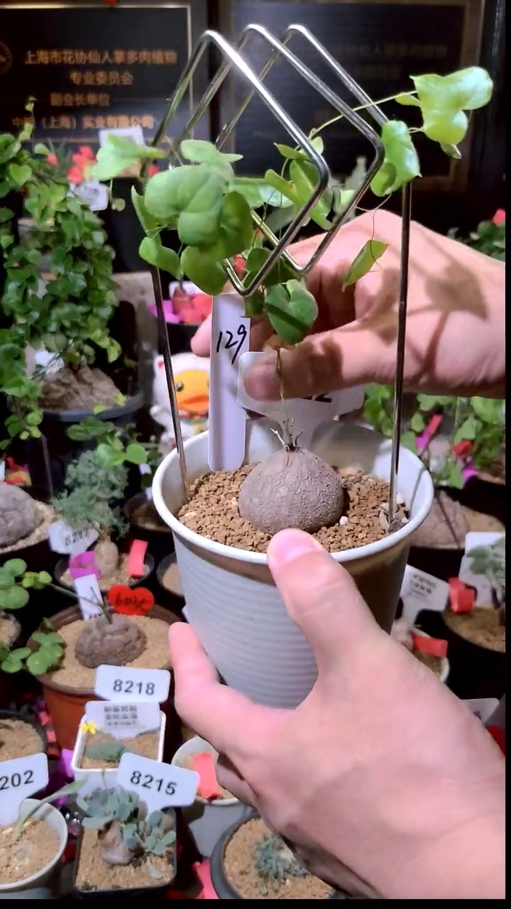 1022号1230精品植物南非龟甲龙单颗