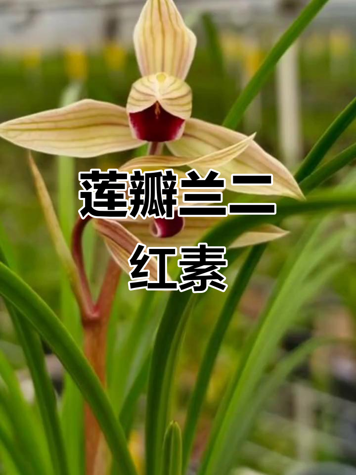 莲瓣兰《二红素》好看