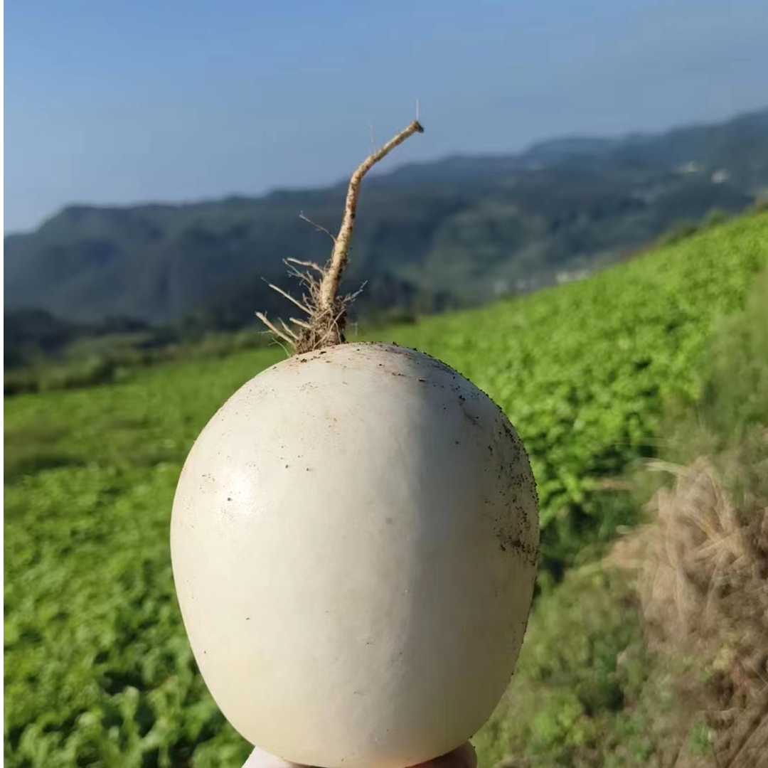 重庆彭水 正宗高山圆萝卜