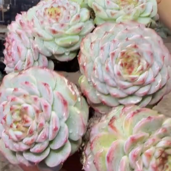 1多+4单天鹅绒5颗 【满9.9包邮】