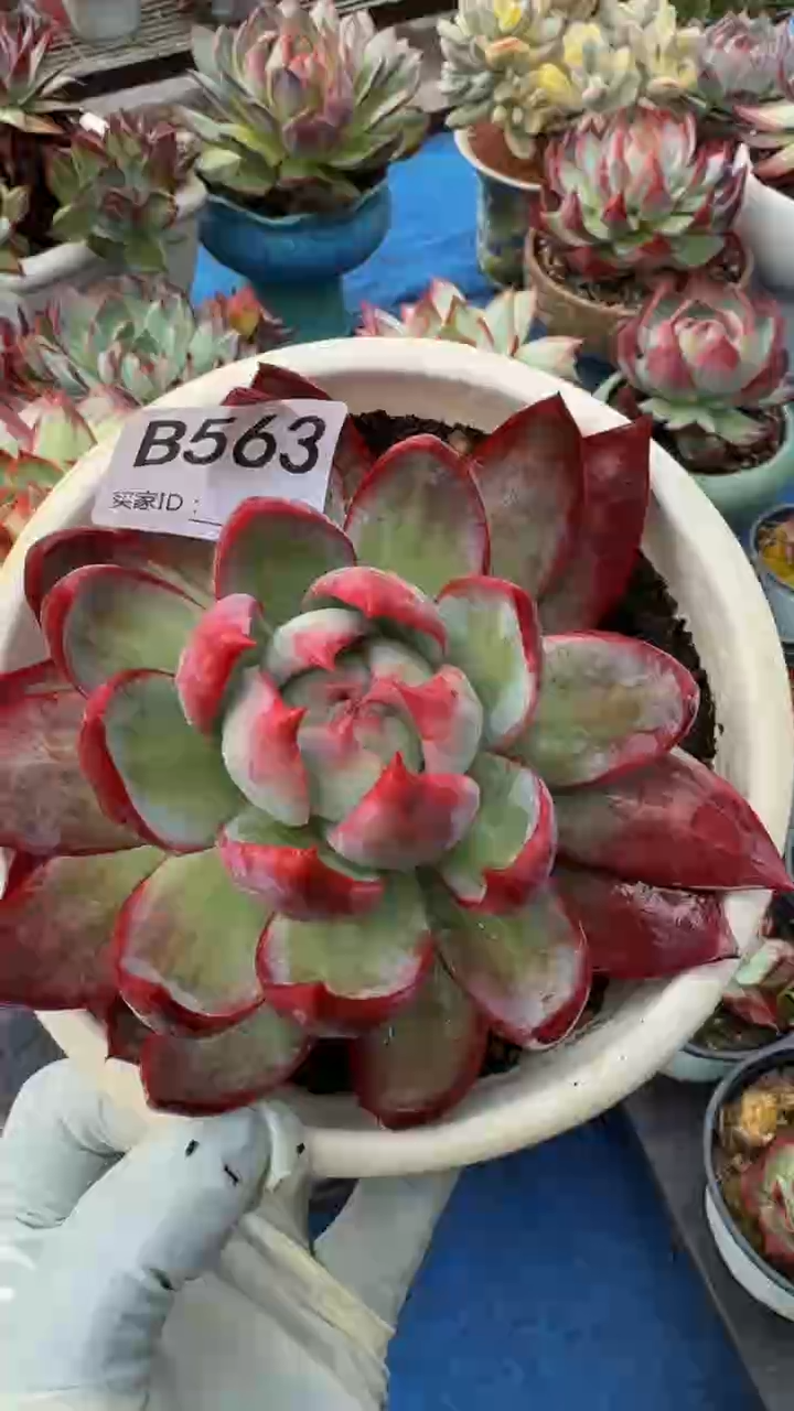 B563惊鸿仙子（裸根发货）