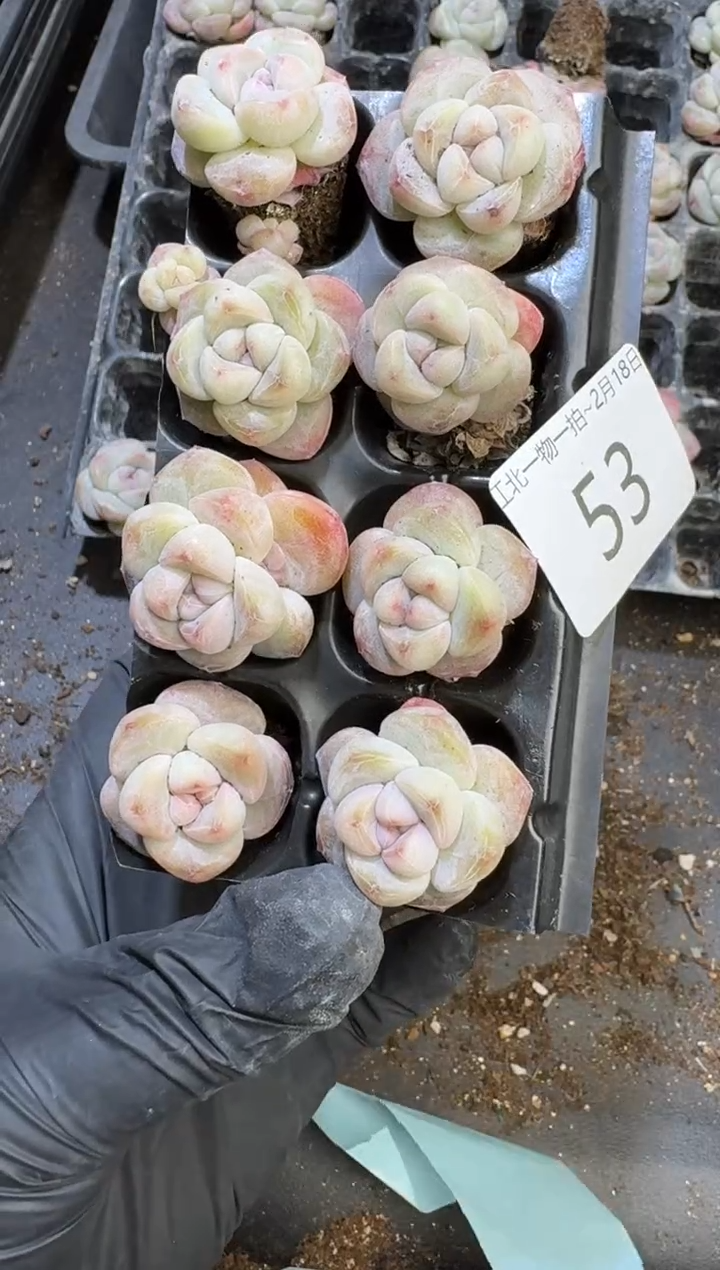 【闪购商品】53号到手一框江北多肉