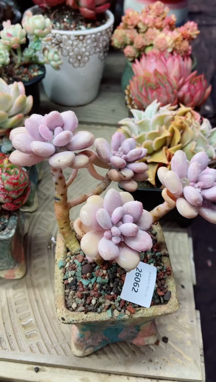 【闪购商品】26062