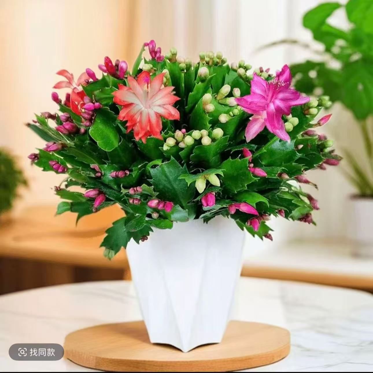 pz四季开花双色带花苞蟹爪兰盆栽室内阳台好养重瓣花卉