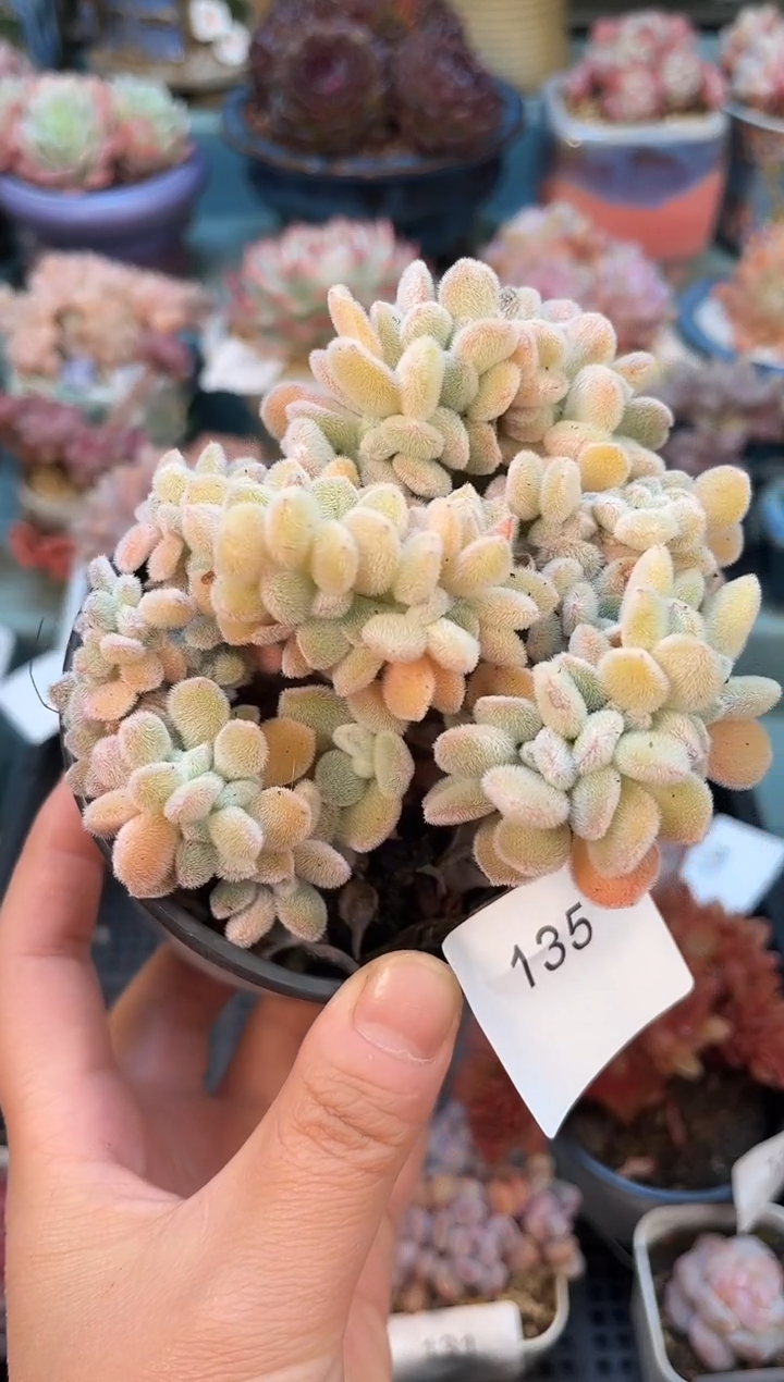 135雪晃星缀化多肉