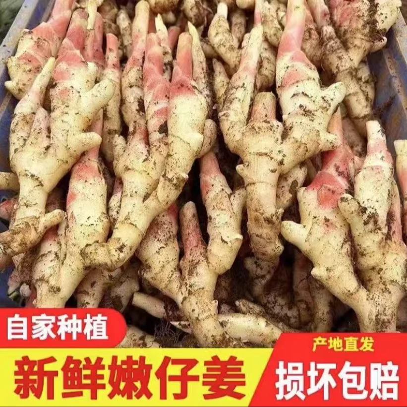 新鲜红芽嫩姜脆嫩现挖生姜当季姜仔当季蔬菜