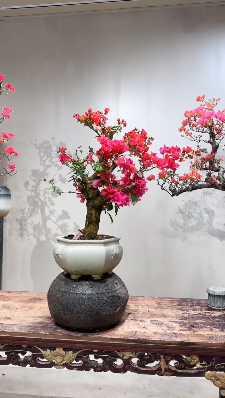 【闪购商品】盆景同安红