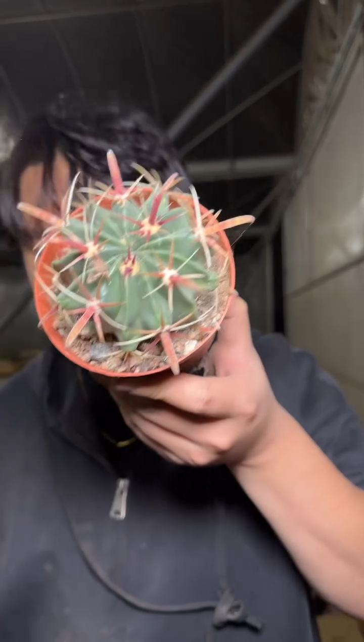 7-10cm 实生根 宽刺日出