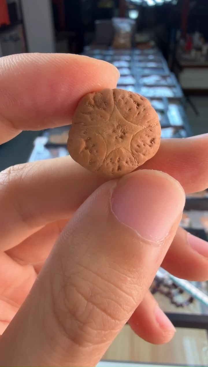 手串凤眼菩提4643一物一图  三通 19mm 正星