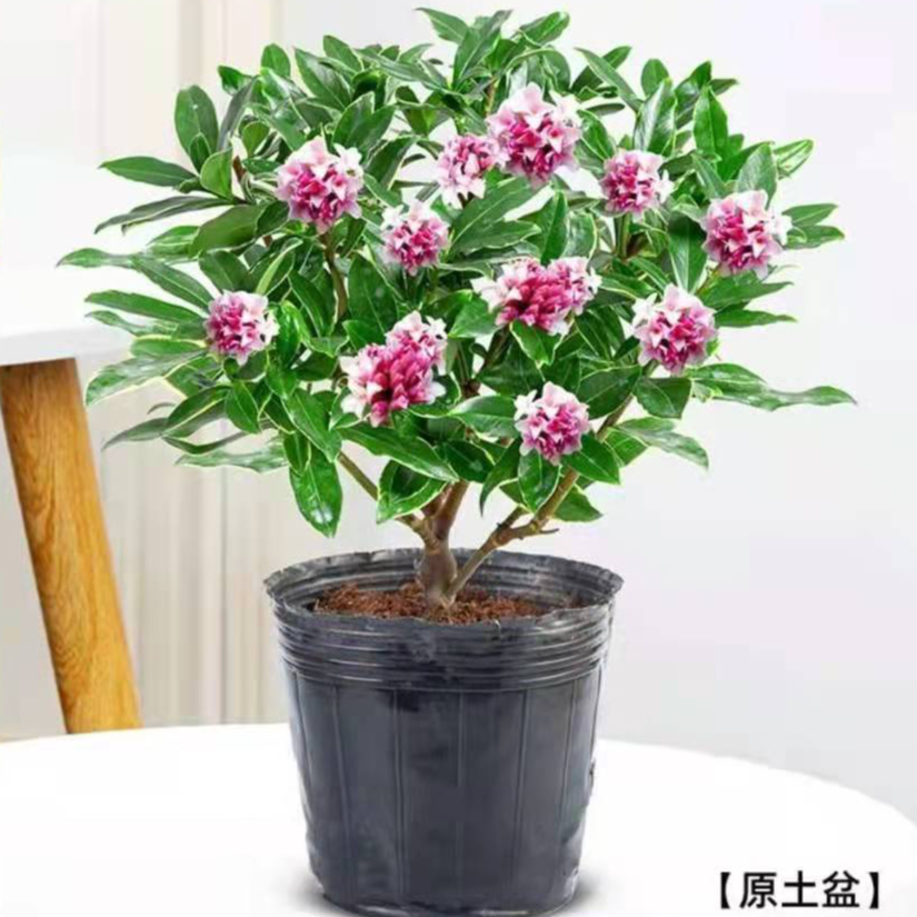 金边瑞香花瑞香耐寒四季常青年宵花室内开花浓香型常绿芳香传统