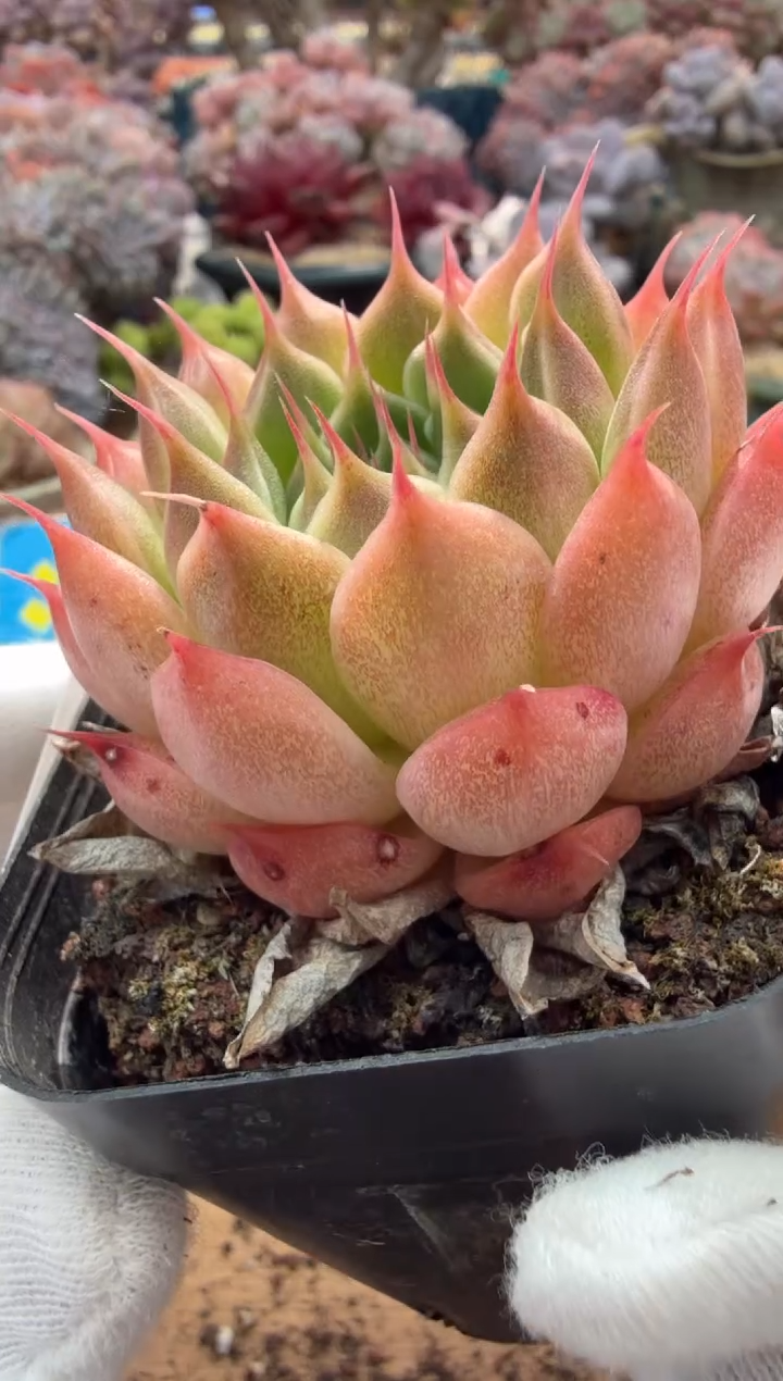 东云多肉园二店-198