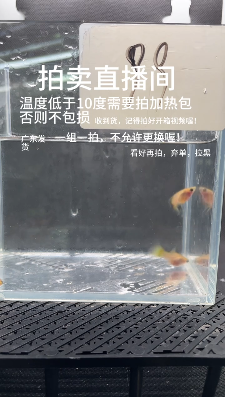 孔雀鱼皇家落日 三条   编号  99