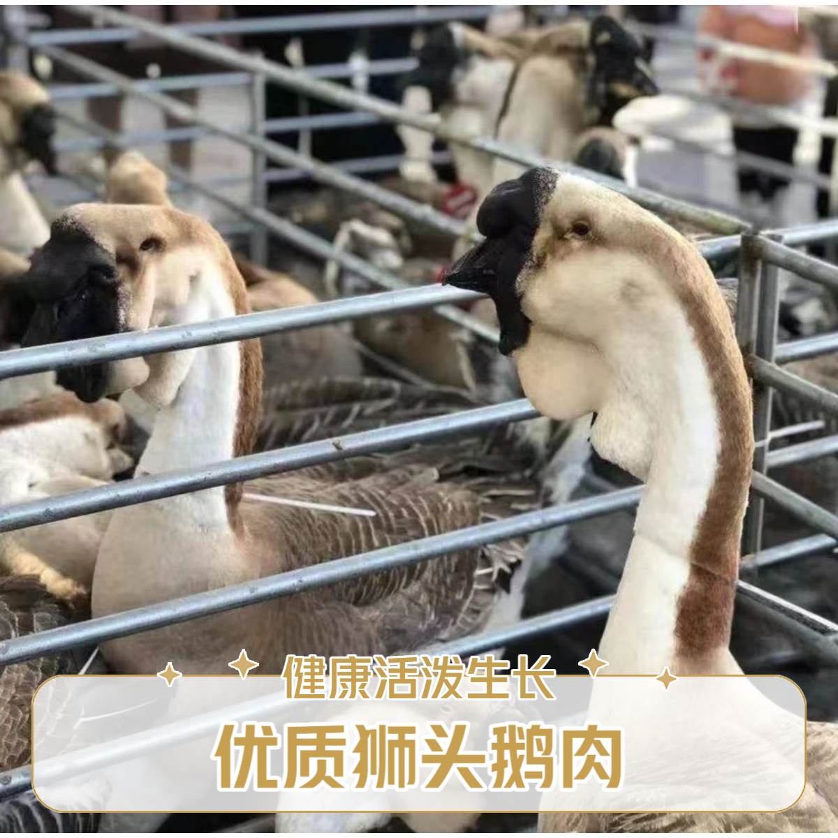 (一斤左右)特大种狮头鹅肉干肉质鲜美顺丰速运