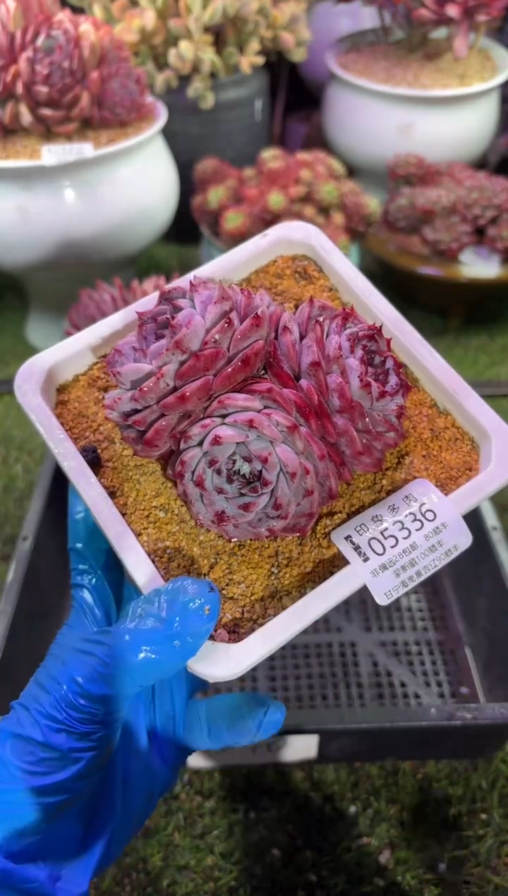 【闪购商品】05336