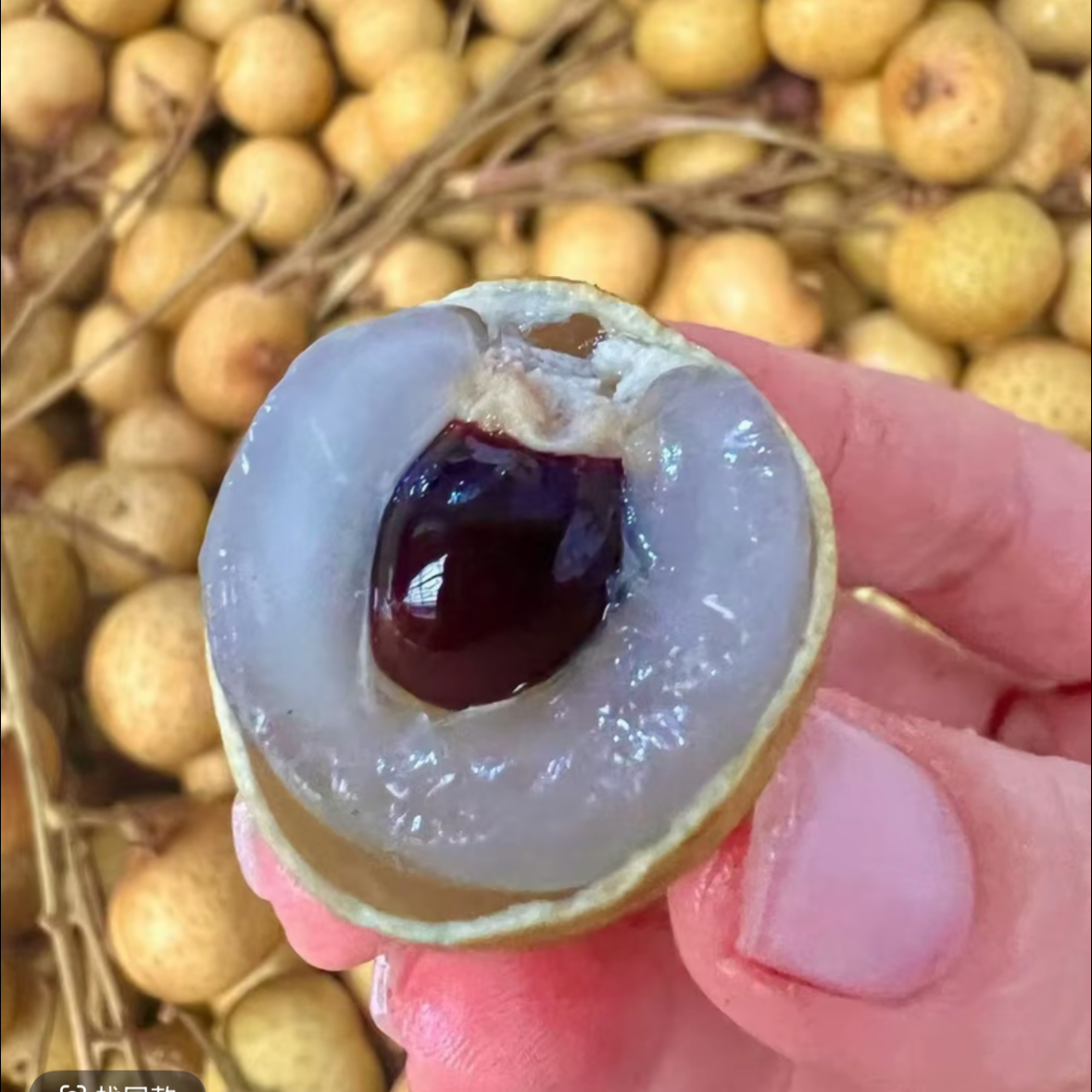 泰国老树龙眼 汁水丰富 口感纯甜 核小肉厚 当季鲜果