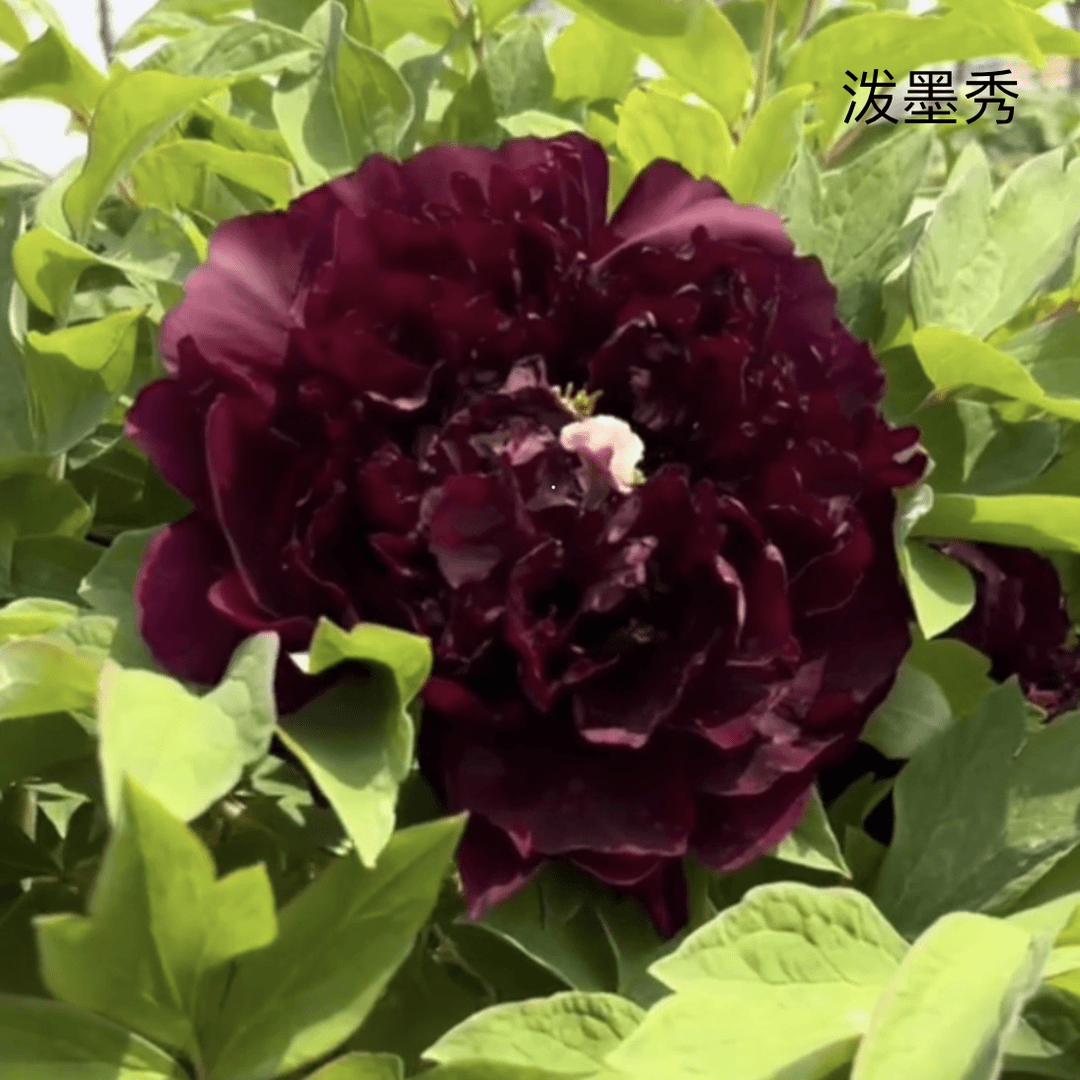 【泼墨秀】正宗洛阳重瓣牡丹花苗北方耐寒盆栽地栽室内庭院花卉牡丹