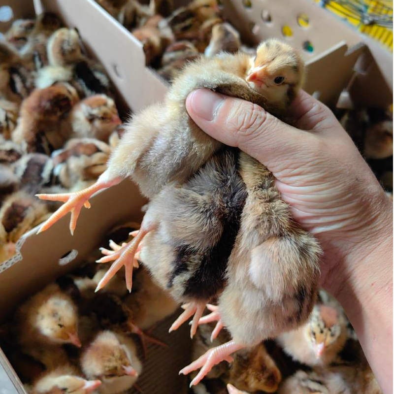 宠物活体/麻羽土鸡仔产绿壳蛋鸡子  50只装