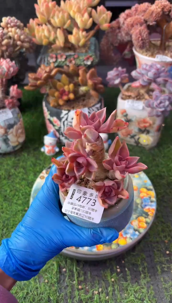 昆明印象多肉4773