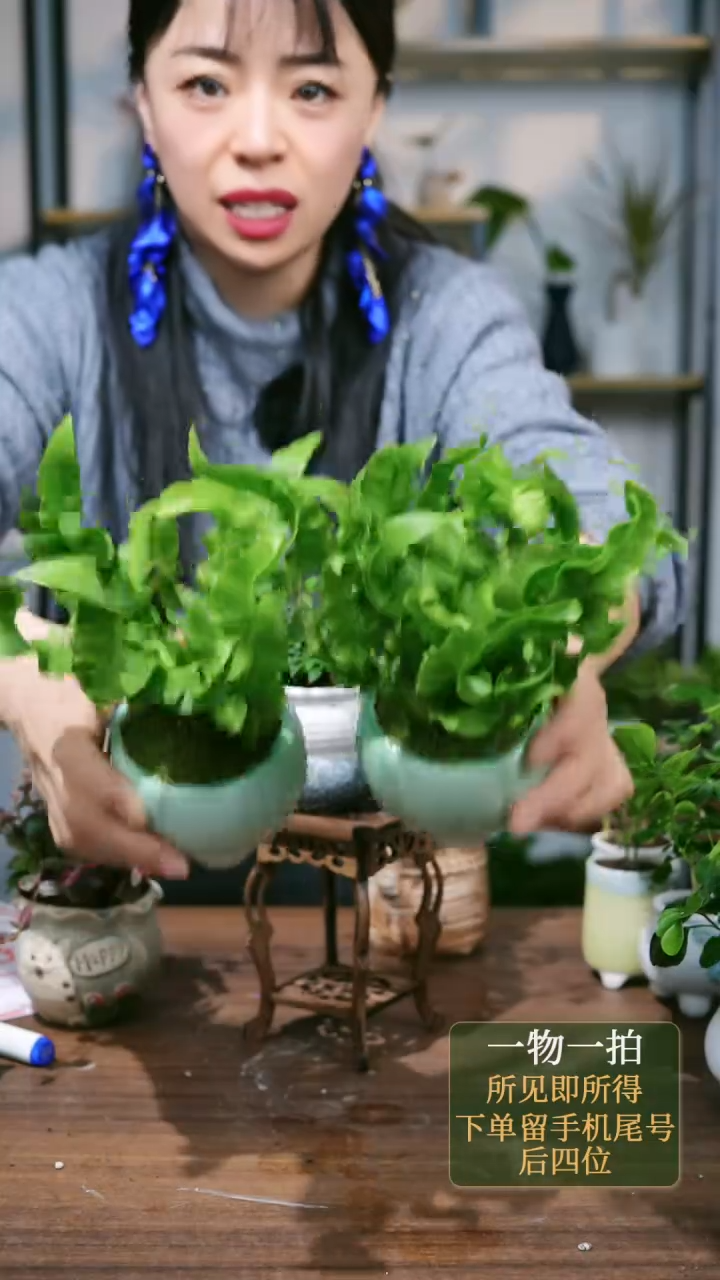 【闪购商品】165--火焰鸟巢蕨花苞