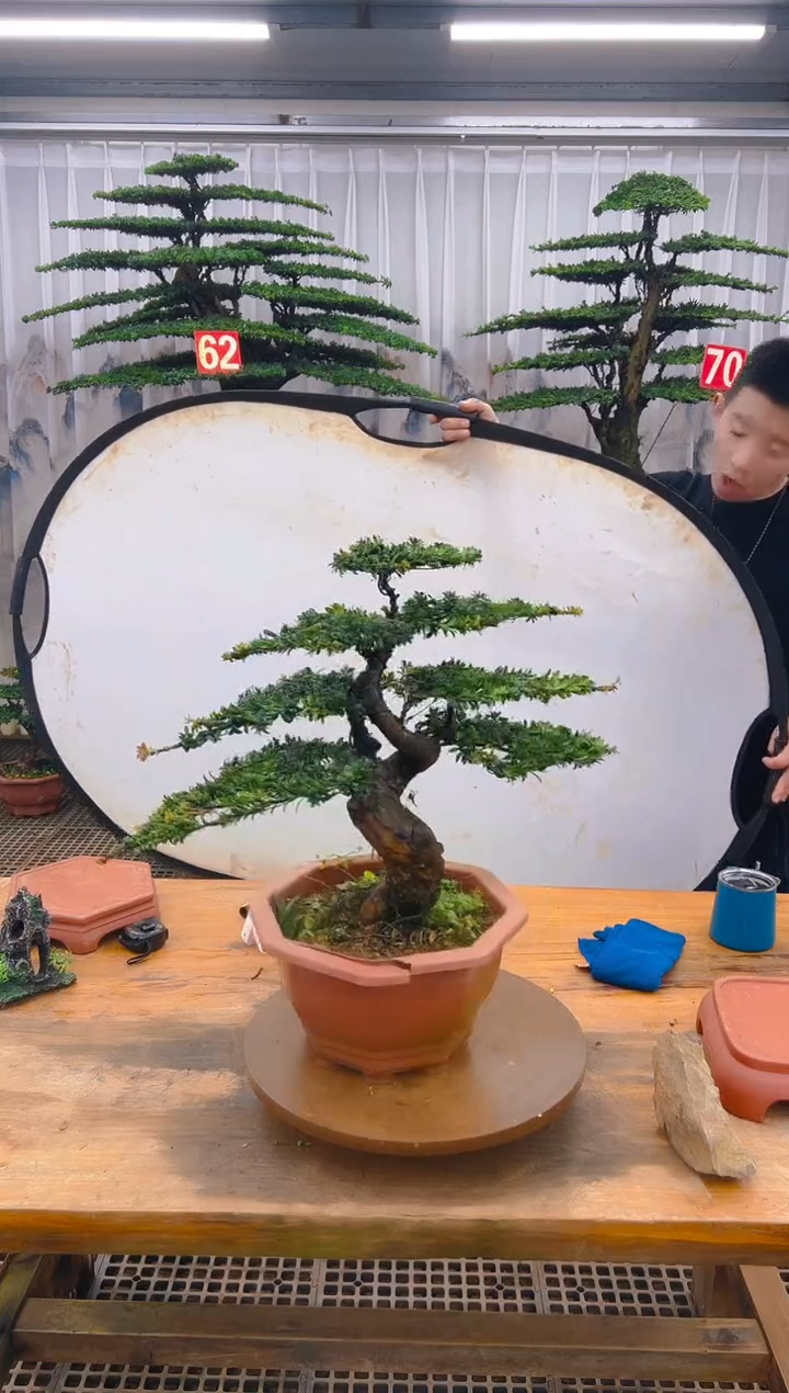 无花朵精品盆景直播间一物一拍