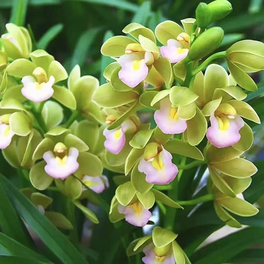 精品高端名贵兰花【香水香兰10苗起5-8花剑】花卉室内外好养开花浓