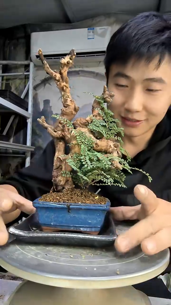 米*雪中青园艺一物一拍花444