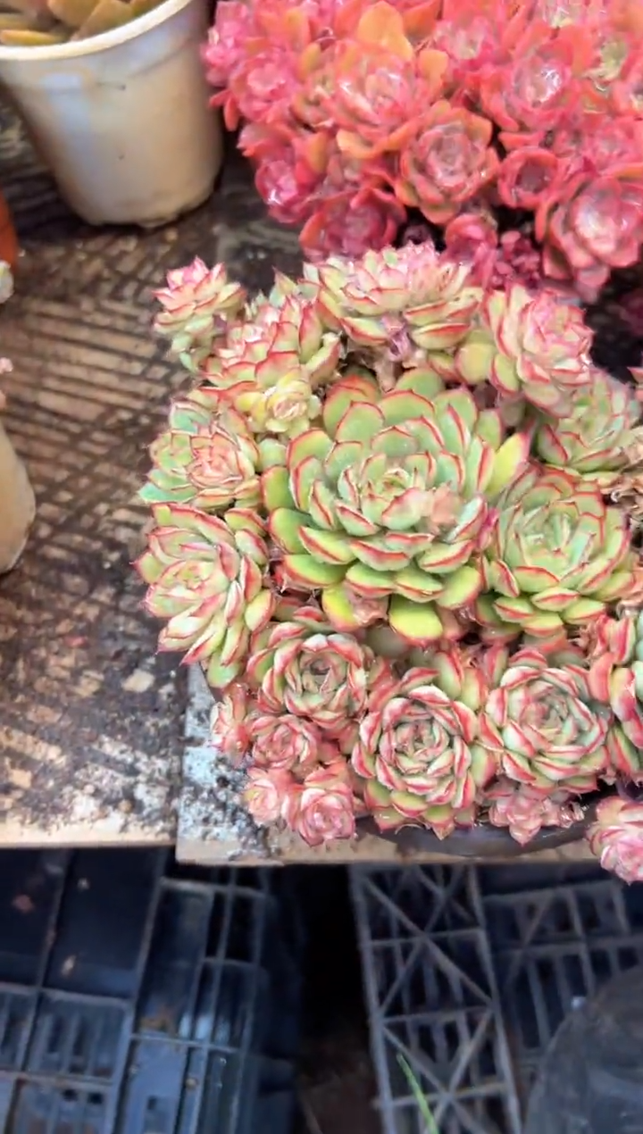 珊多肉植物一物一拍26452