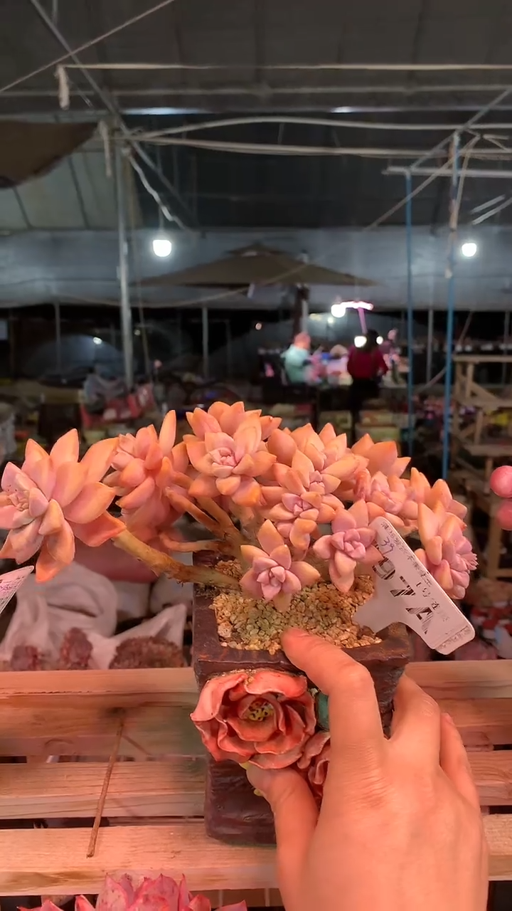 【闪购商品】097AAA