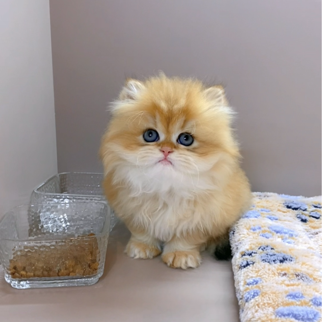 （大脸猫舍）全款猫咪链接熊版金渐层拿破仑曼基康三花缅因曼基康