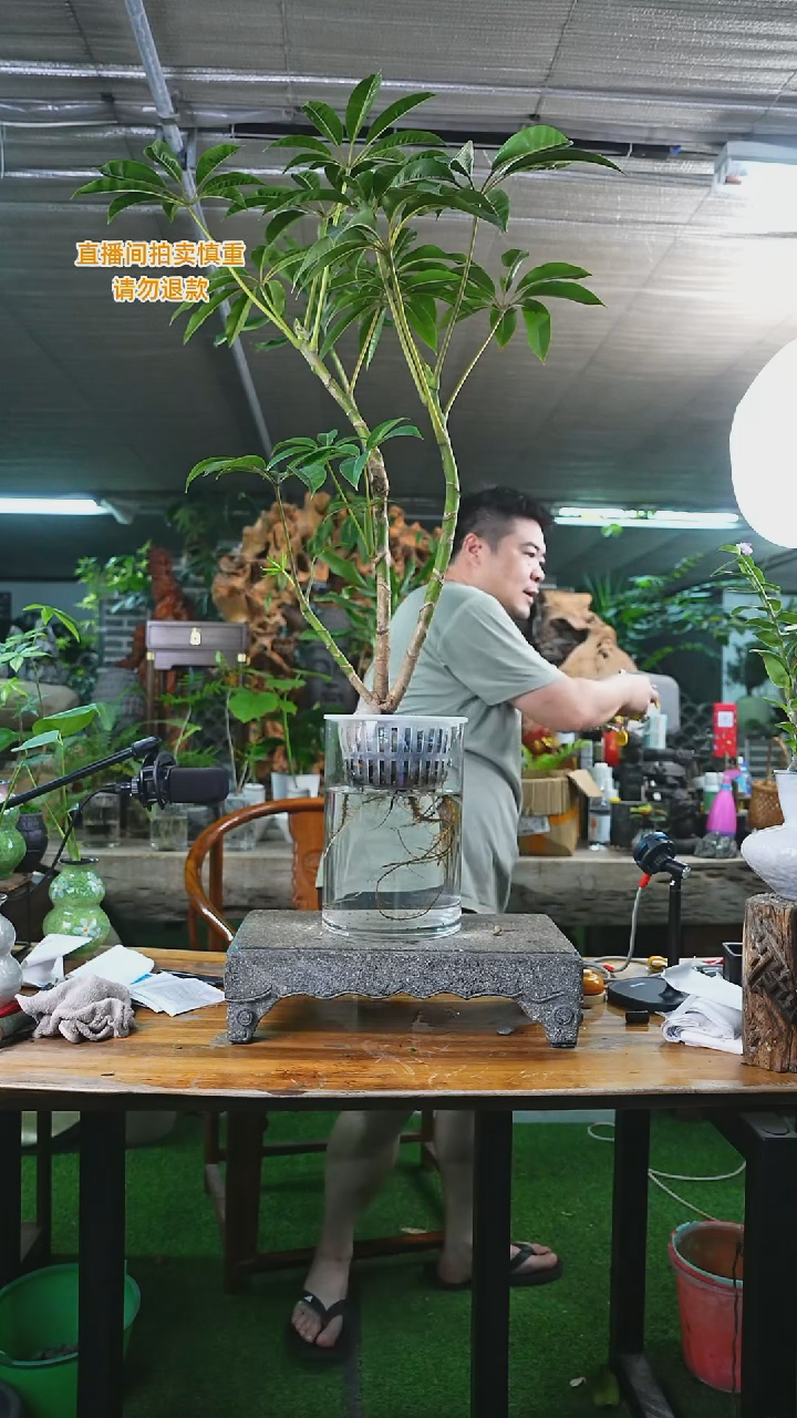 当前无花栽培后可以开花106老桩保罗T