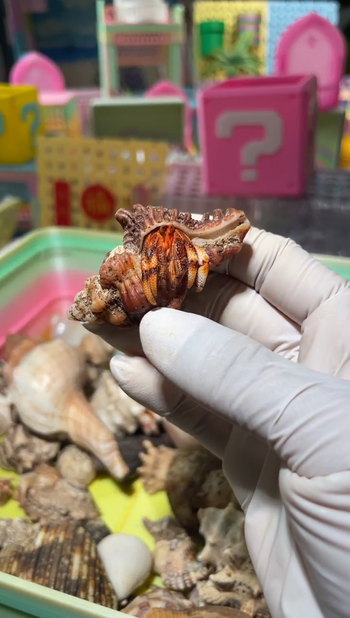 陌派有钳寄居蟹354