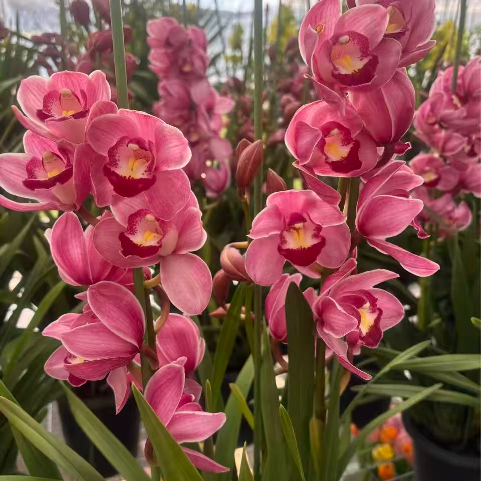 年宵花一物一拍【绣球-大花蕙兰】室内高端盆栽花卉花期超长