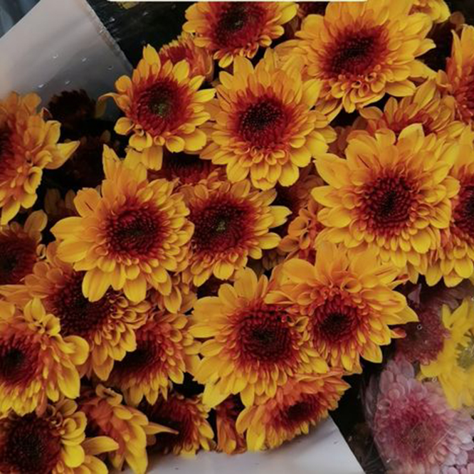 （布黄）基地直发顺丰包邮超长花期小雏菊养护简易