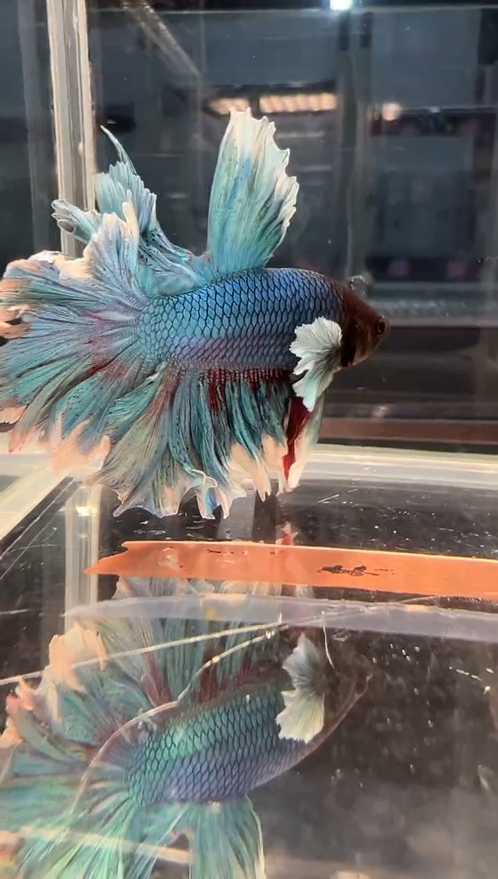 斗鱼斗鱼绣球大耳朵