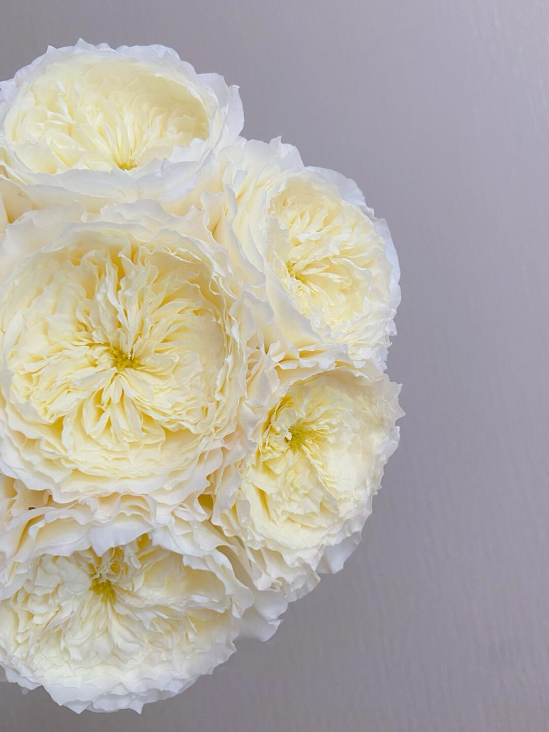 【向云端鲜花】耐心-单头玫瑰（注意：带包装醒花哦~）