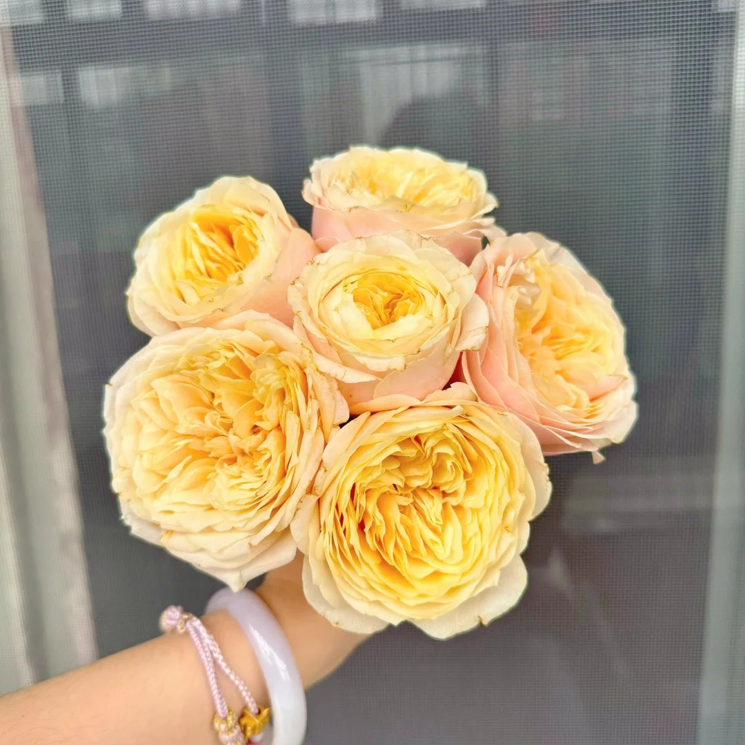 特蕾莎【植末-单头玫瑰】1单中通，3单顺丰冷链