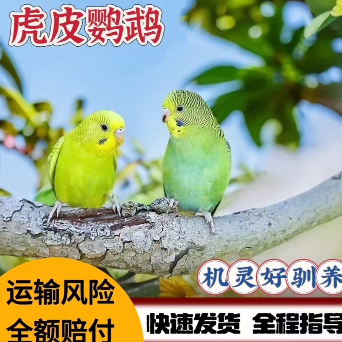 虎皮 大头次品断尾少羽 鹦鹉活体鸟 观赏鸟 会说话包邮