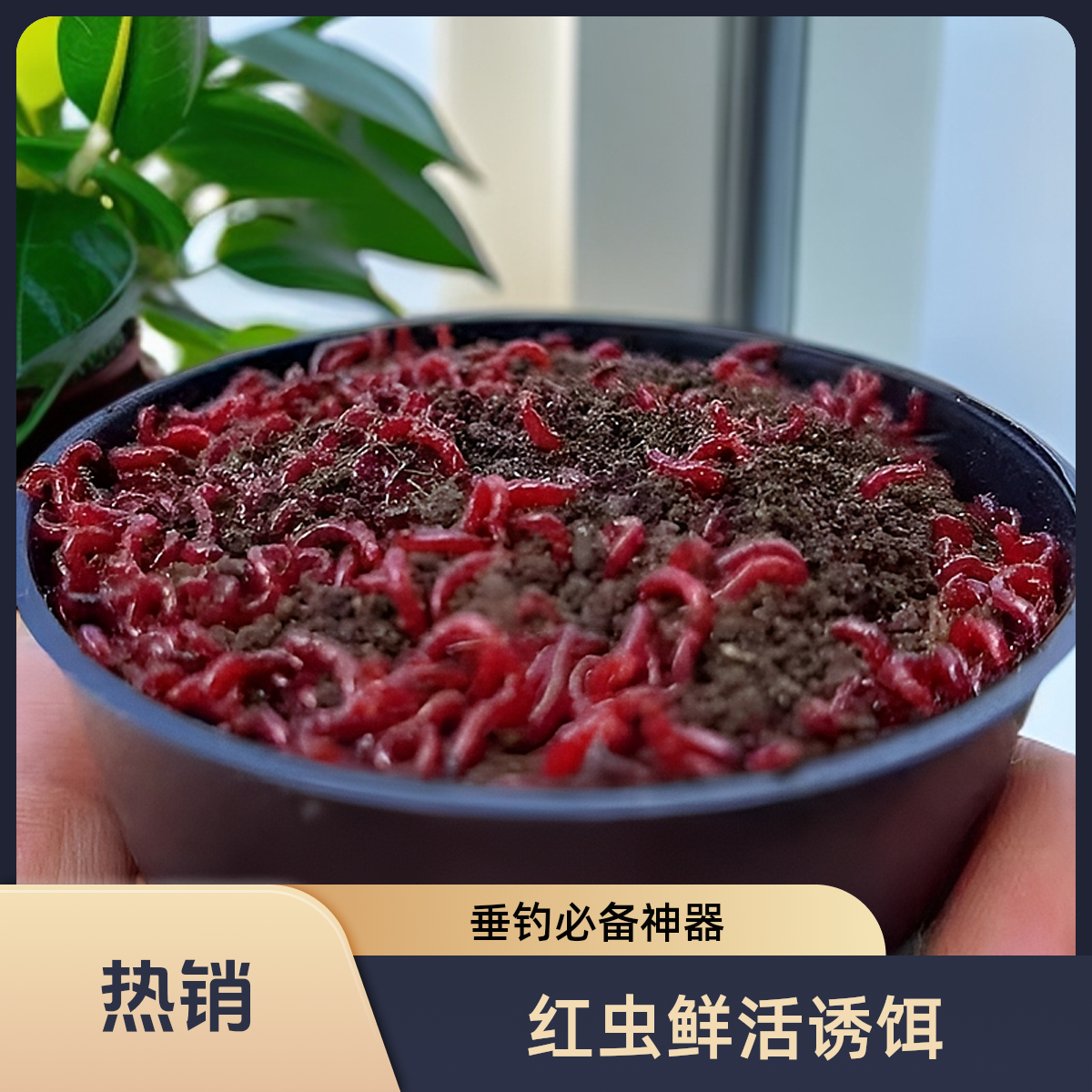 混装红虫特大号鲜活红虫带土发货活饵野钓黑坑拉饵