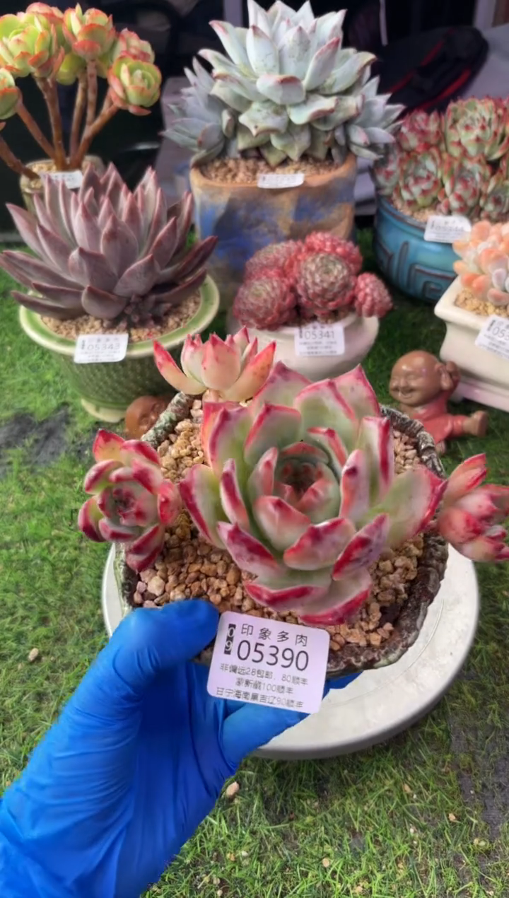 昆明印象多肉05390