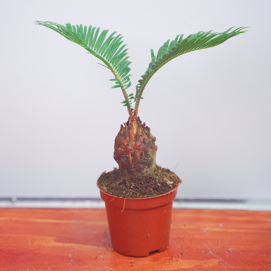A【基地直发】红头铁树/苏铁/铁树/喜温暖湿润/可见阳光懒人绿植