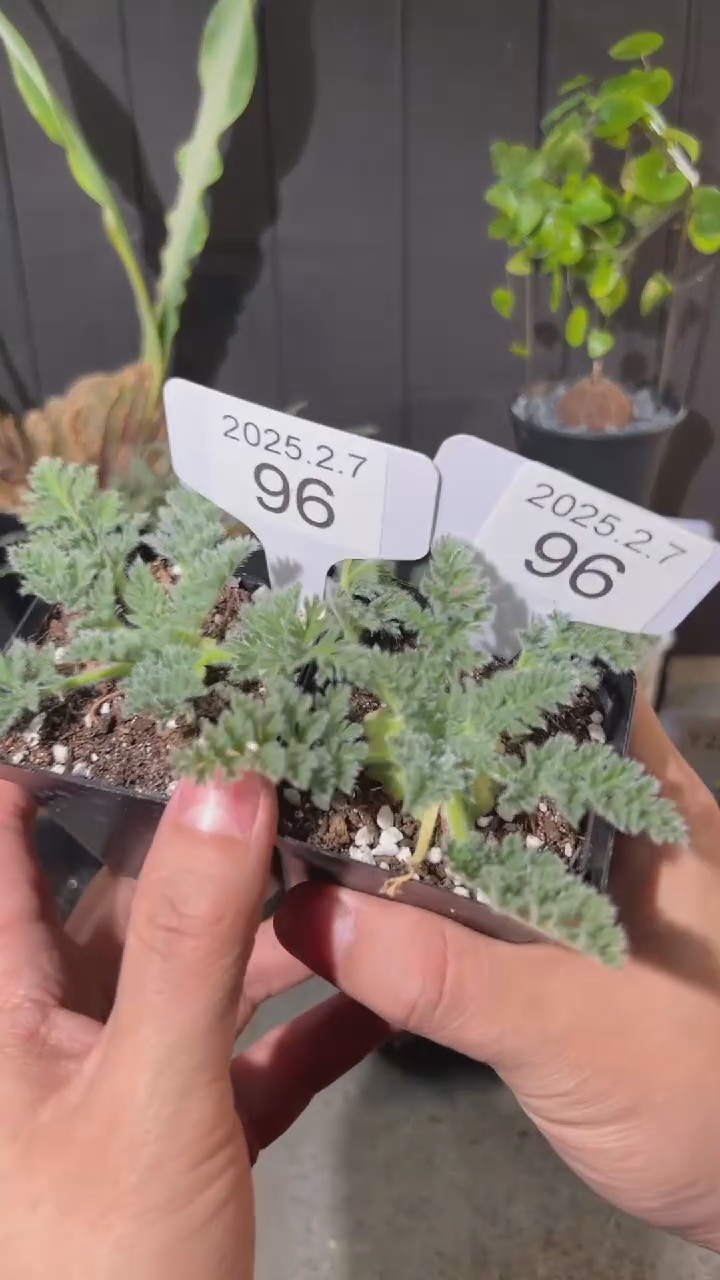 【闪购商品】羽叶洋葵2.7.96