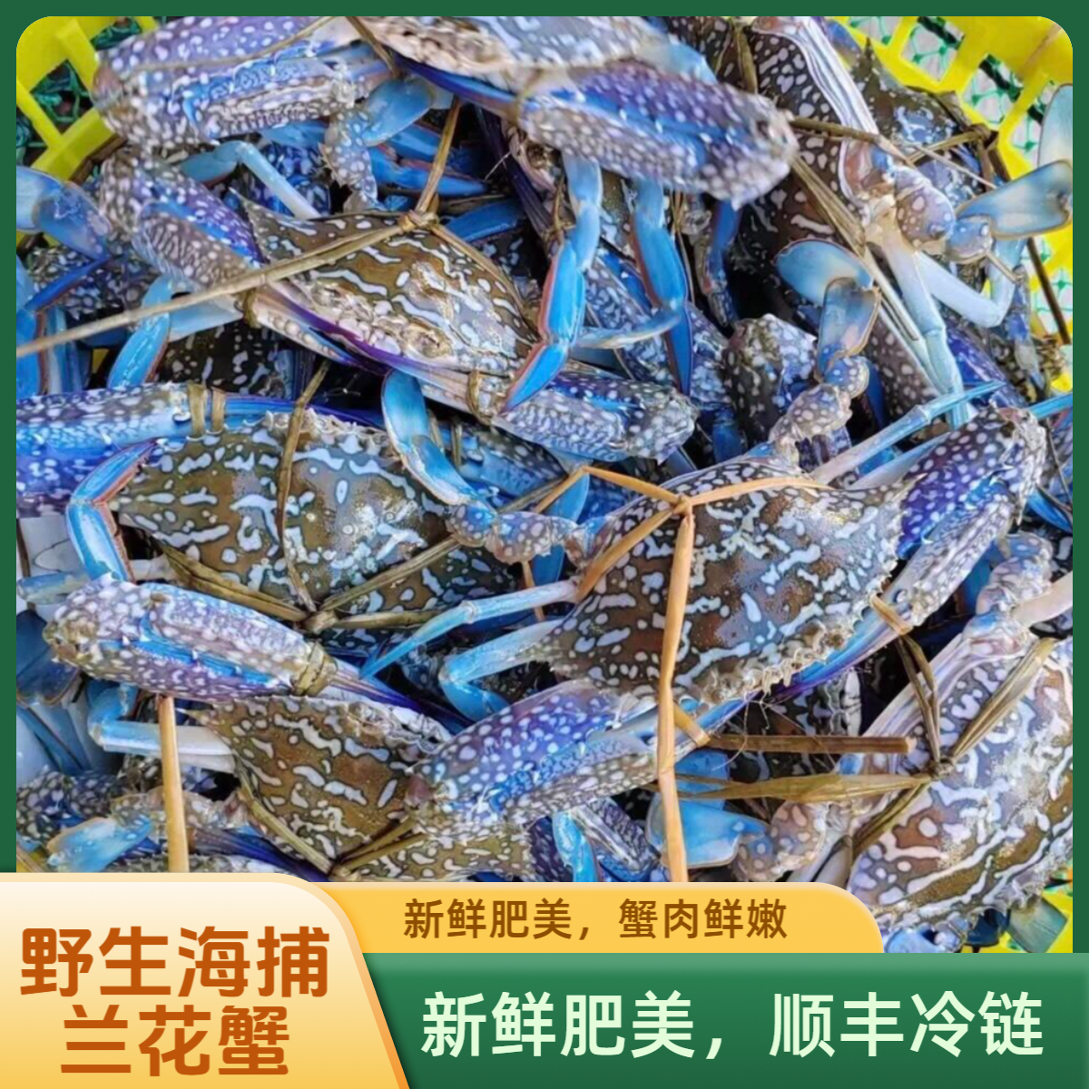 【兰花蟹】野生海捕海鱼海蟹直播间现称链接