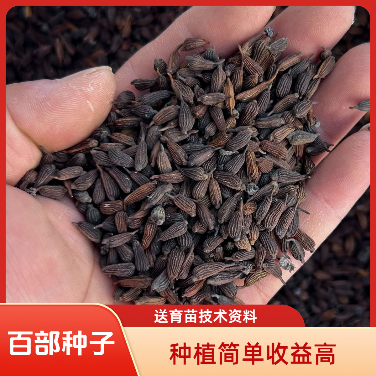 紫花对叶百部种子香茅草种苗2025新货中药材种子送育苗技术资料