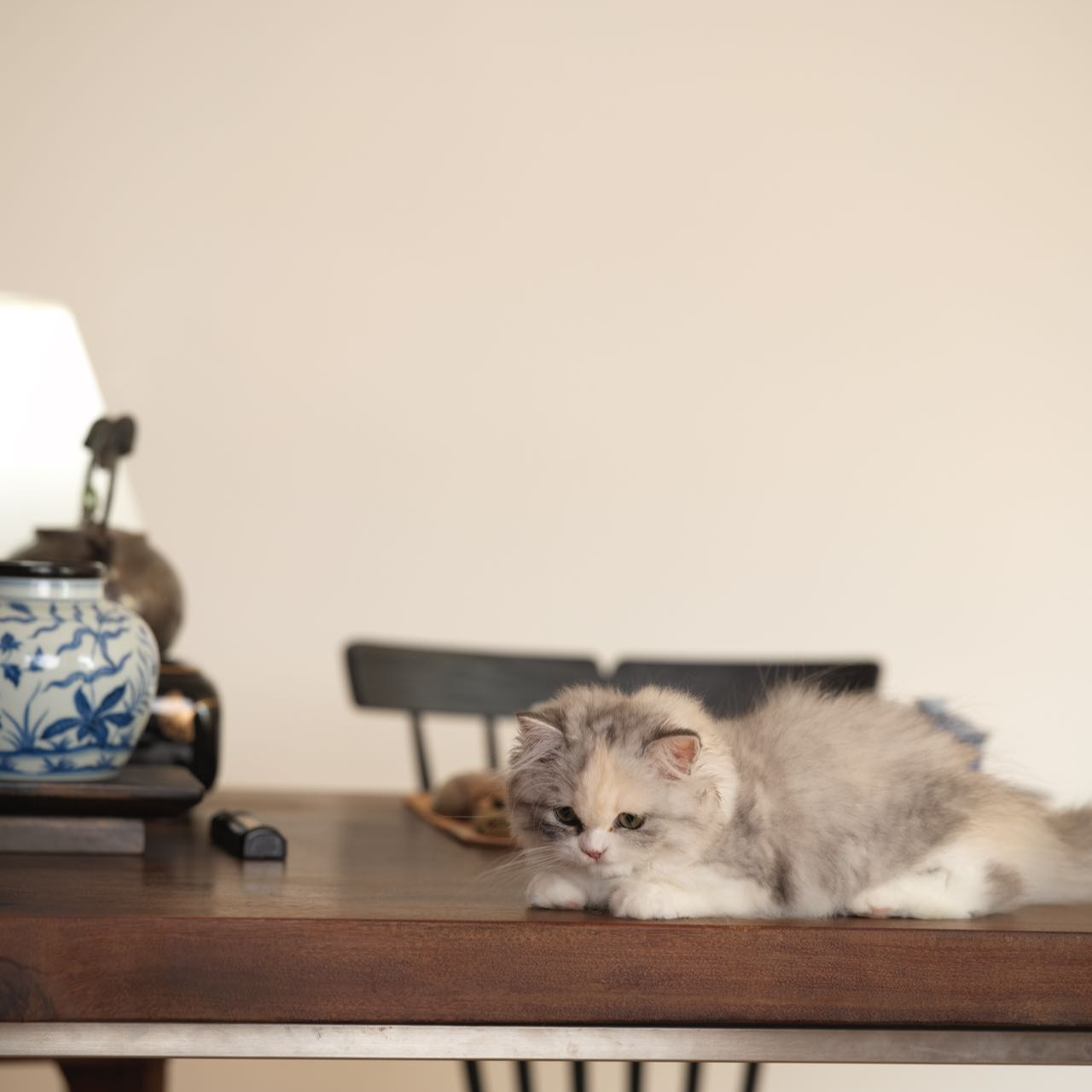 二号瞅猫猫茶器盖碗/杯/壶